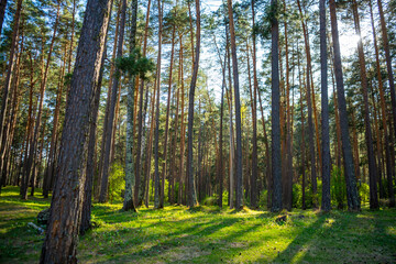 Forest with fir, spruce and pine in the Russian taiga of Gorny Altai, South Siberia, Russia