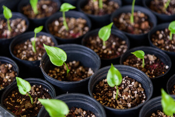 Little sapling of Sauromatum giganteum in the pot  