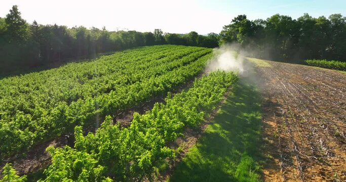 Farmer sprays fruit tree orchard for bugs and insects. Aerial view with plume of spray cloud.