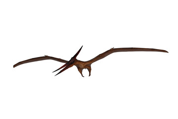 Pteranodon dinosaur flying and looking down for prey. 3D illustration isolated on white with clipping path. © IG Digital Arts