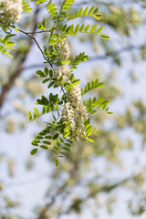 Outdoor spring blooming Sophora japonica flowers ，Sophora japonica Linn.