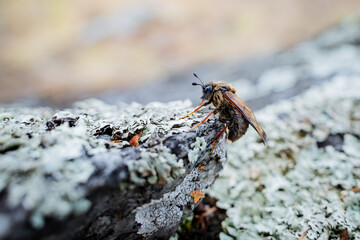A shaggy bee of the northern regions of Russia crawled out on a stone after hibernation, an insect with wings sits on a stone, a fly dries its wings, taiga wildlife.