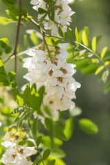 Outdoor spring blooming Sophora japonica flowers ，Sophora japonica Linn.