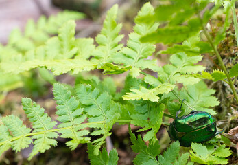 Beetle green rose chafer sits on a stump aka Cetonia aurata