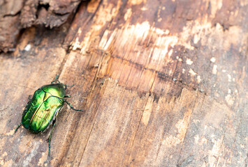 Beetle green rose chafer sits on a stump aka Cetonia aurata