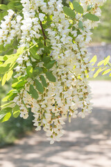Outdoor spring blooming Sophora japonica flowers ，Sophora japonica Linn.