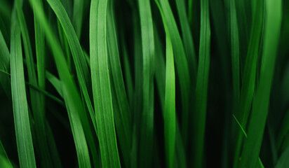 Dark moody green grass texture selective focus. Close up greenery herbs background with copy space. Green environment concept.