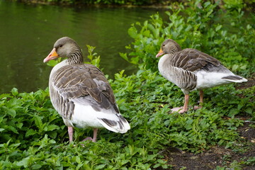 Greylag goose resting (Anser anser) Anatidae family. Hanover, Germany