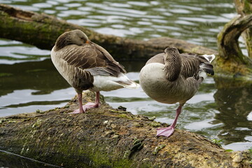 Greylag goose resting (Anser anser) Anatidae family. Hanover, Germany