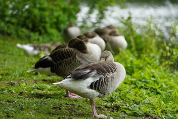 Greylag goose resting (Anser anser) Anatidae family. Hanover, Germany