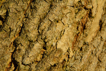 close up of tree bark 