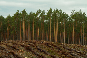 a place of felling trees for forest renewal