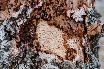 The trunk of the birch tree is affected by pests, bark beetles have eaten the cara of the old tree, the surface of the wood is shot close-up texture with a pattern of larvae.