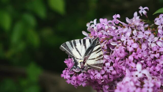 Butterfly Iphiclides podalirius. Close-up on a lilac branch posing for the camera. The concept of grace, beauty, refinement. Natural spring background. Bright striped wings. Macro nature. Wild life