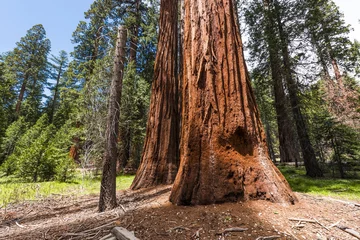 Fototapeten Giant Sequoia trees © Fyle