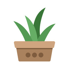 Isolated plant in a pot
