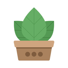 Isolated plant in a pot