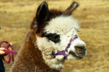 Obraz premium portrait of an furry alpaca