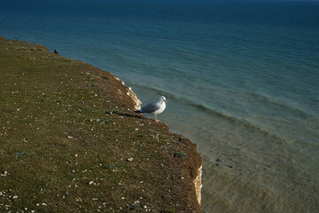 Seagull on the edge of a cliff. High rock near the ocean. Seagull on a rock near the ocean with blue water.