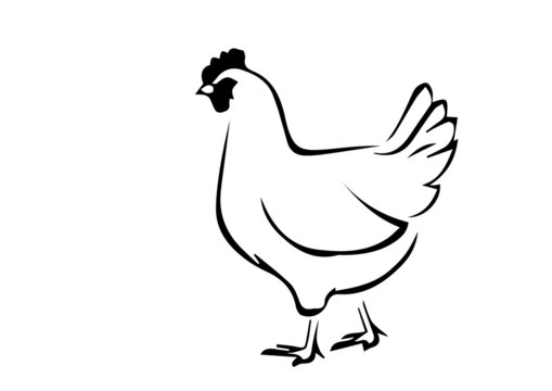 illustration of chicken sketch best graphics design in vector art