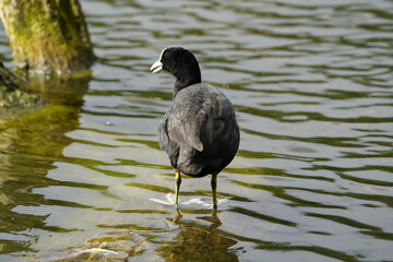 Eurasian Coots (Fulica atra), Rallida family. 