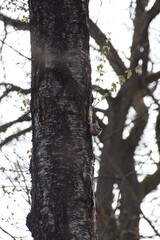 Obraz premium tree in the forest