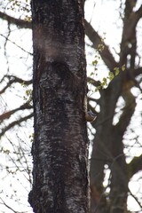 tree in the forest