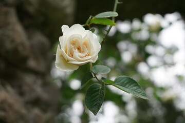 single yellow rose