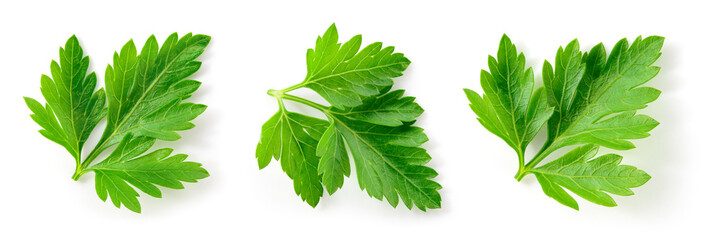 Parsley. Parsley leaves isolated. Parsley on white background. Top view.