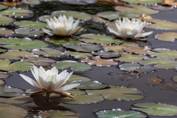 white Egyptian lotus water lily flower with leaves floating in the water.