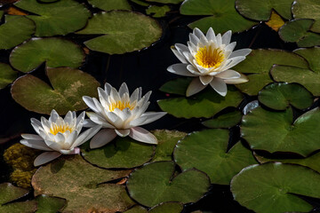 white Egyptian lotus water lily flower with leaves floating in the water.