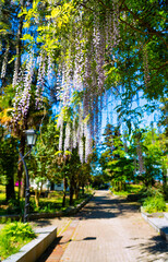 wisteria bloom in the park