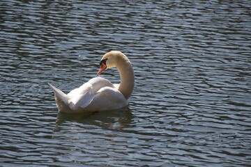 white swan in the water