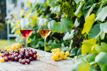 Glasses with white and red wine and grape berries on the wooden table in the vineyards, winery with...