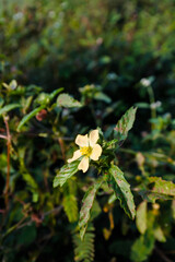 blooming yellow Broomweed or Three-lobe false mallow (Malvastrum coromandelianum) outdoor in the dusk