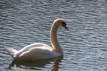Fototapeta premium white swan in the water