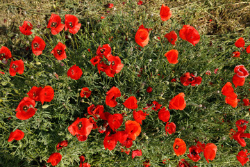 Overhead view of red poppy flowers
