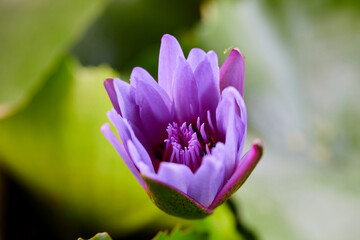 close up of bee on purple lotus flower - Powered by Adobe
