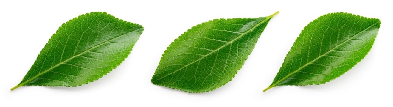 Plum leaf isolated. Plum leaves on white background top view. Green fruit leaves flat lay.  Full depth of field.