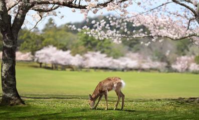 deer in the Sakura Forest