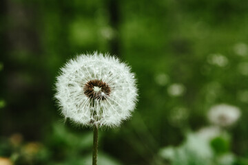 mature dandelion on the field