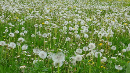 Fototapeta premium Pusteblume / Löwenzahn