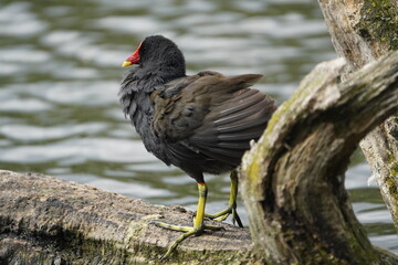 Common moorhen (Gallinula chloropus) Rallidae family. Hanover, Germany.
