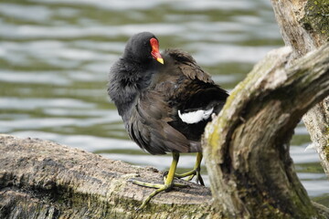 Common moorhen (Gallinula chloropus) Rallidae family. Hanover, Germany.