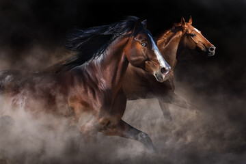 Horses free run in herd against dark background