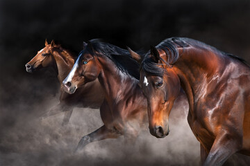 Horses free run in herd against dark background