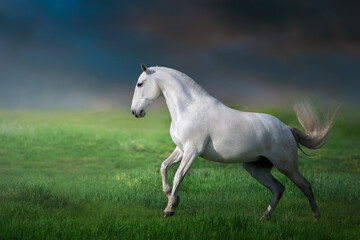 Naklejka na ściany i meble White iberian horse run gallop on green grass