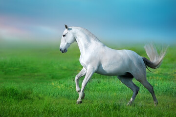 Obraz na płótnie Canvas white horse running