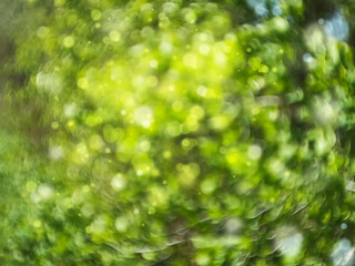 Natural summer blurred sunny background with green leaves bokeh