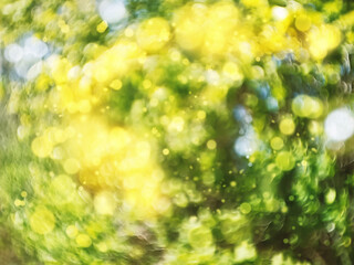 Obraz premium Natural summer blurred sunny background with green leaves bokeh